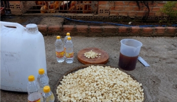 Men tỏi - “kháng sinh tự nhiên” thúc đẩy phát triển chăn nuôi hữu cơ bền vững