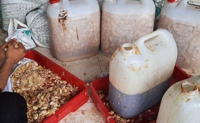 Men tỏi - “kháng sinh tự nhiên” thúc đẩy phát triển chăn nuôi hữu cơ bền vững