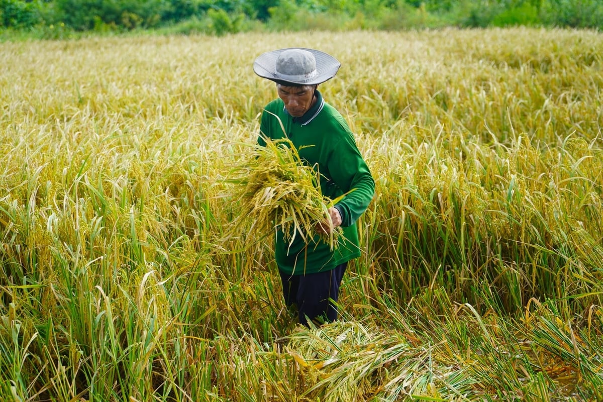 Sau 2 năm triển khai, Dự án AgriCRF-VN đã giúp nông dân tiếp cận các giải pháp tài chính rủi ro khí hậu. Ảnh: Kim Anh.