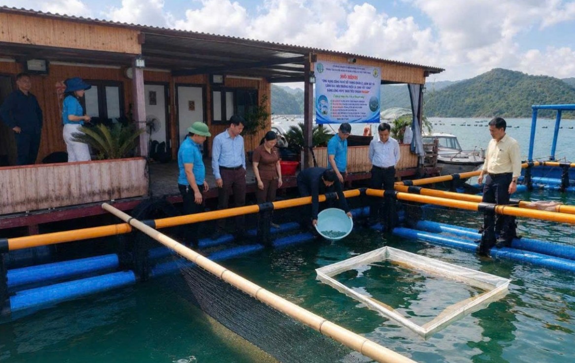 Đặc khu Vân Đồn (Quảng Ninh): Thả giống mô hình nuôi cá chim vây vàng