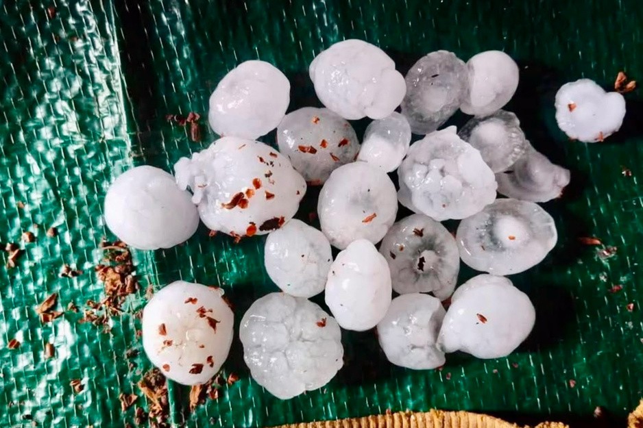 Ấn Độ: Mưa đá liên tiếp gây thiệt hại lớn cho vùng táo Kashmir