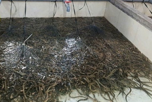 Phát triển kinh tế từ mô hình nuôi lươn không bùn thương phẩm