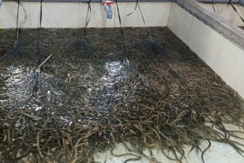 Phát triển kinh tế từ mô hình nuôi lươn không bùn thương phẩm