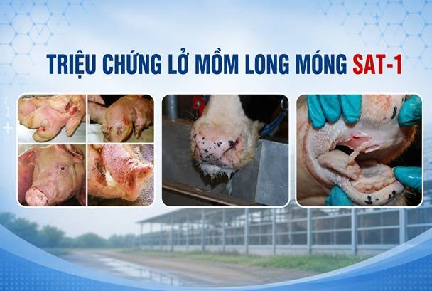 Quảng Trị: Triển khai các biện pháp phòng, chống bệnh lở mồm long móng do vi rút serotype SAT1
