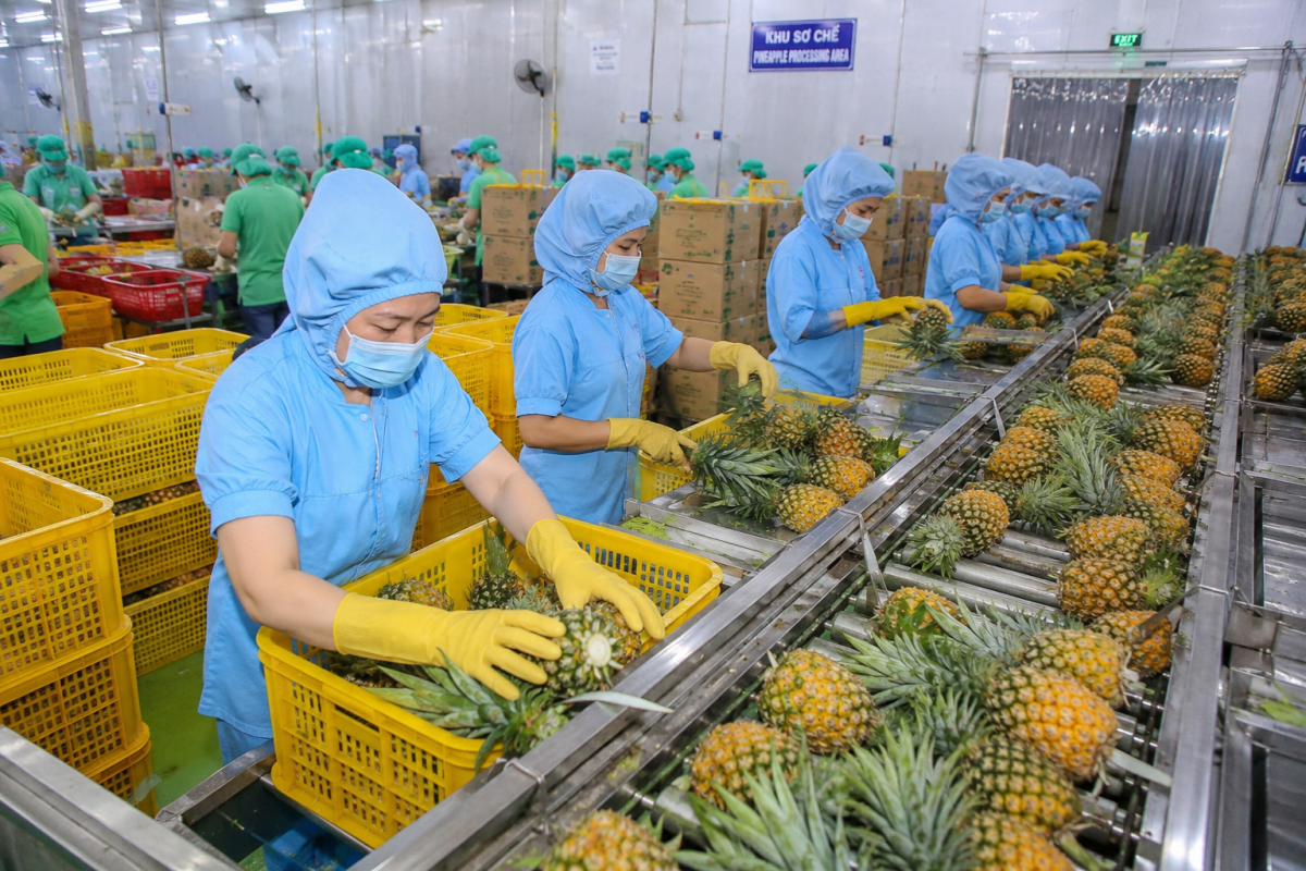 Đồng Tháp triển khai hàng loạt giải pháp thúc đẩy xuất khẩu nông, lâm, thủy sản năm 2026