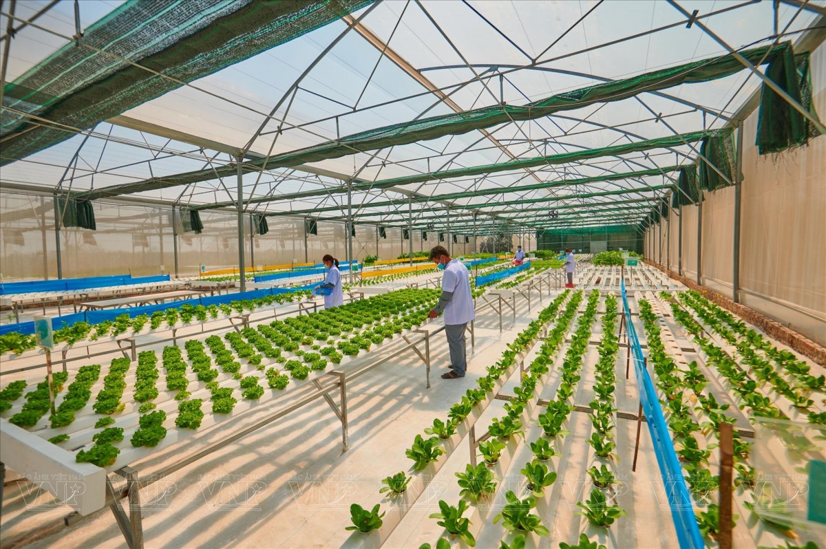 Quy hoạch định hướng phát triển các mô hình nông nghiệp sinh thái, nông nghiệp hữu cơ, nông nghiệp tuần hoàn, gắn với chế biến, logistics nông sản và chuyển đổi số nông thôn.