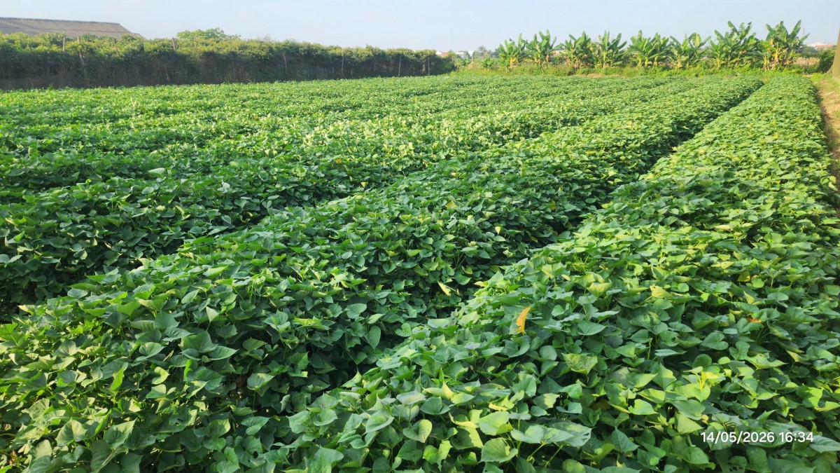 Nông nghiệp hữu cơ - Căn cốt kiến tạo môi trường sống bền vững