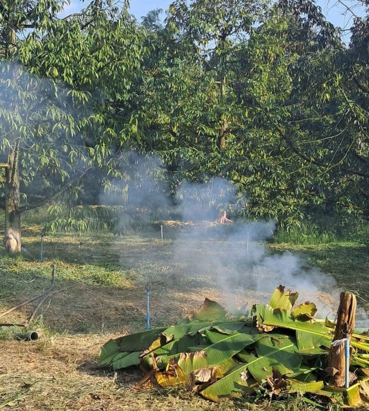 Đốt lá khô trong nông nghiệp hữu cơ: Lợi bất cập hại, đánh đổi môi trường và sức khỏe cộng đồng