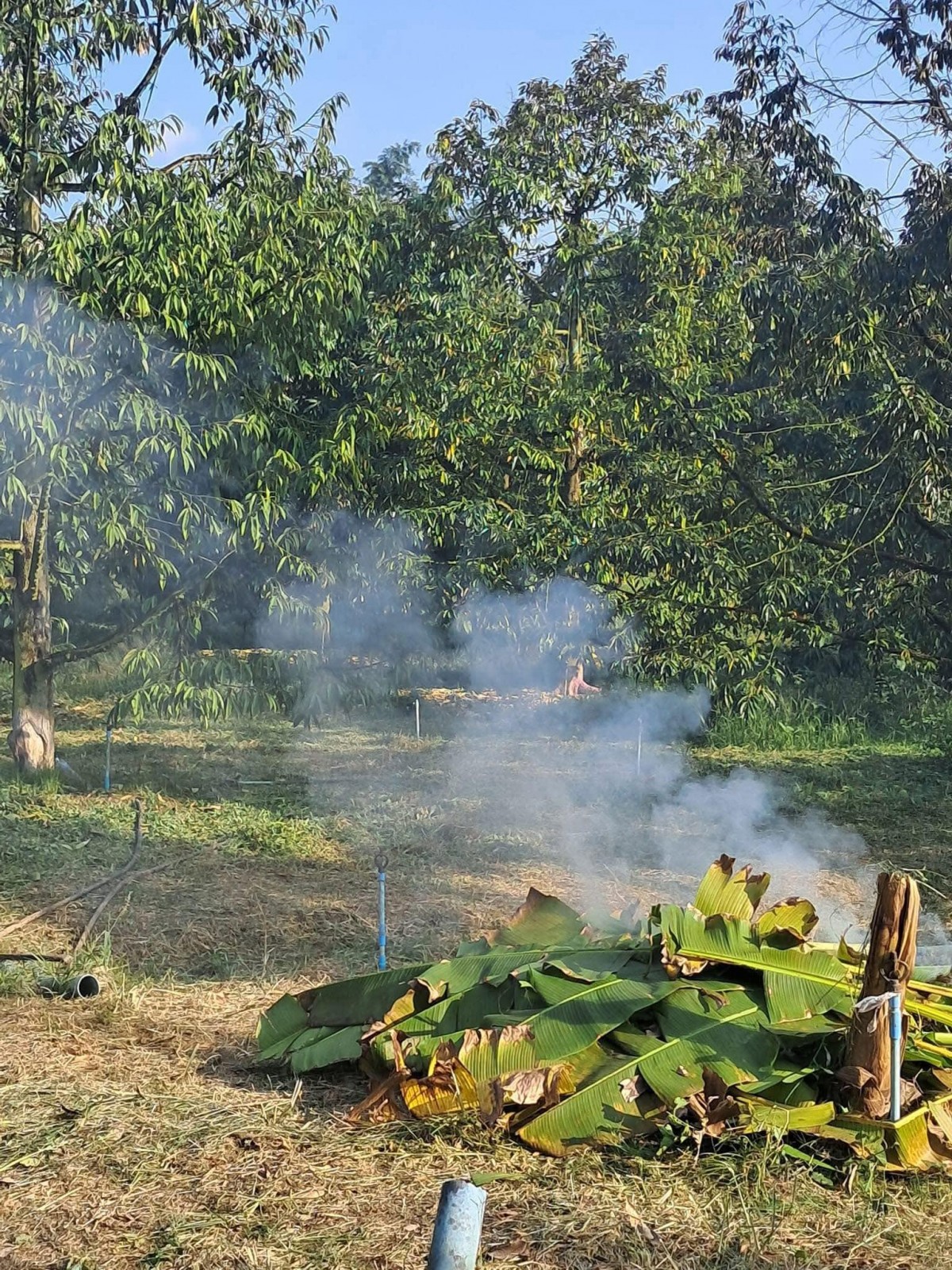 Những mặt ưu và nhược điểm của phương pháp đốt lá khô, cỏ rác