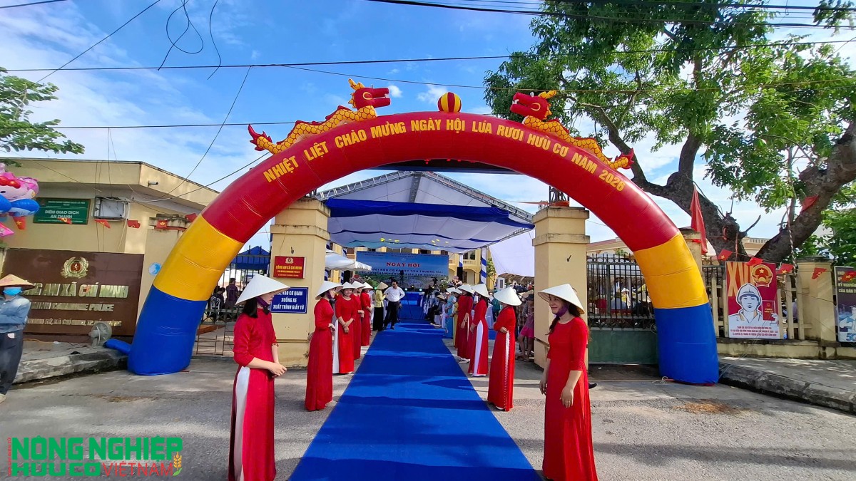 Lúa rươi hữu cơ xã Chí Minh – Bản hòa ca đa tầng giá trị