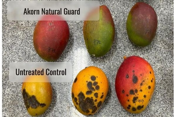 New post-harvest solution reduces reliance on conventional chemical fungicides and doubles shelf life