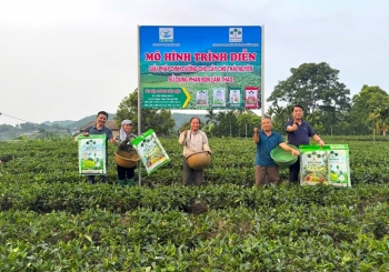"Combo" phân bón Supe Lâm Thao cho cây chè tại Thái Nguyên đem lại hiệu quả bước đầu
