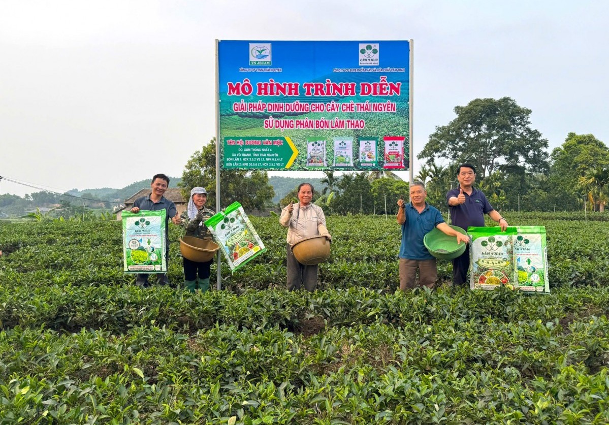 "Combo" phân bón Supe Lâm Thao cho cây chè tại Thái Nguyên đem lại hiệu quả bước đầu