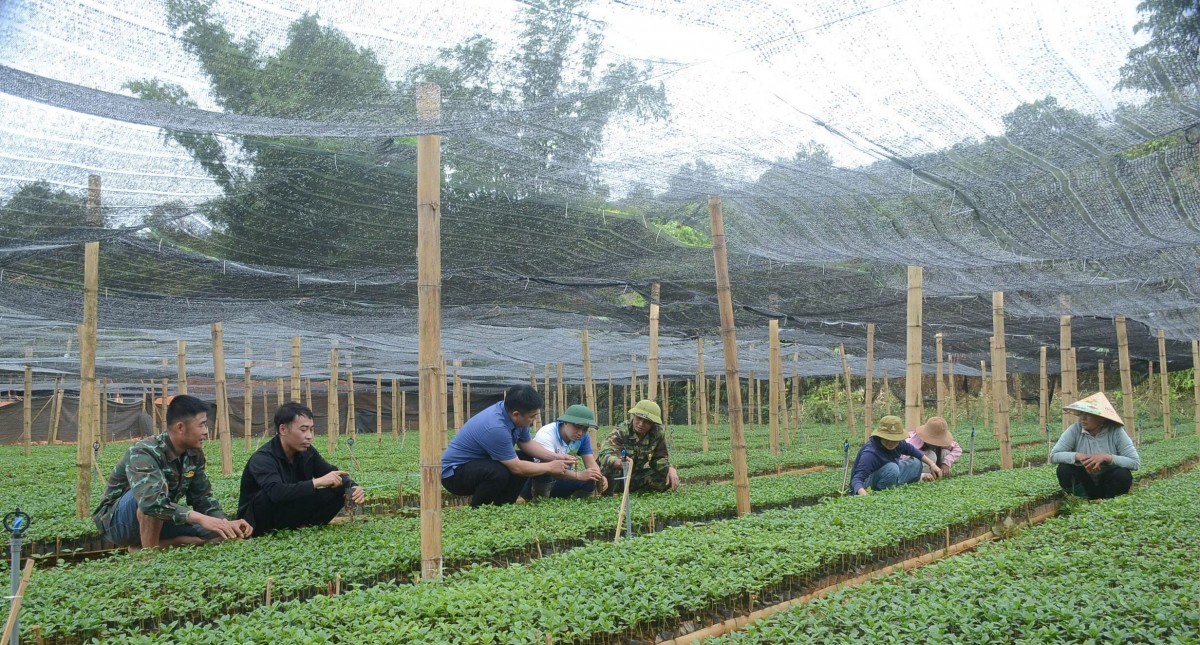 Điện Biên siết chặt quản lý chất lượng giống cà phê, mắc ca trước mùa trồng mới