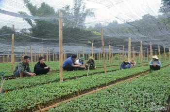 Điện Biên siết chặt quản lý chất lượng giống cà phê, mắc ca trước mùa trồng mới