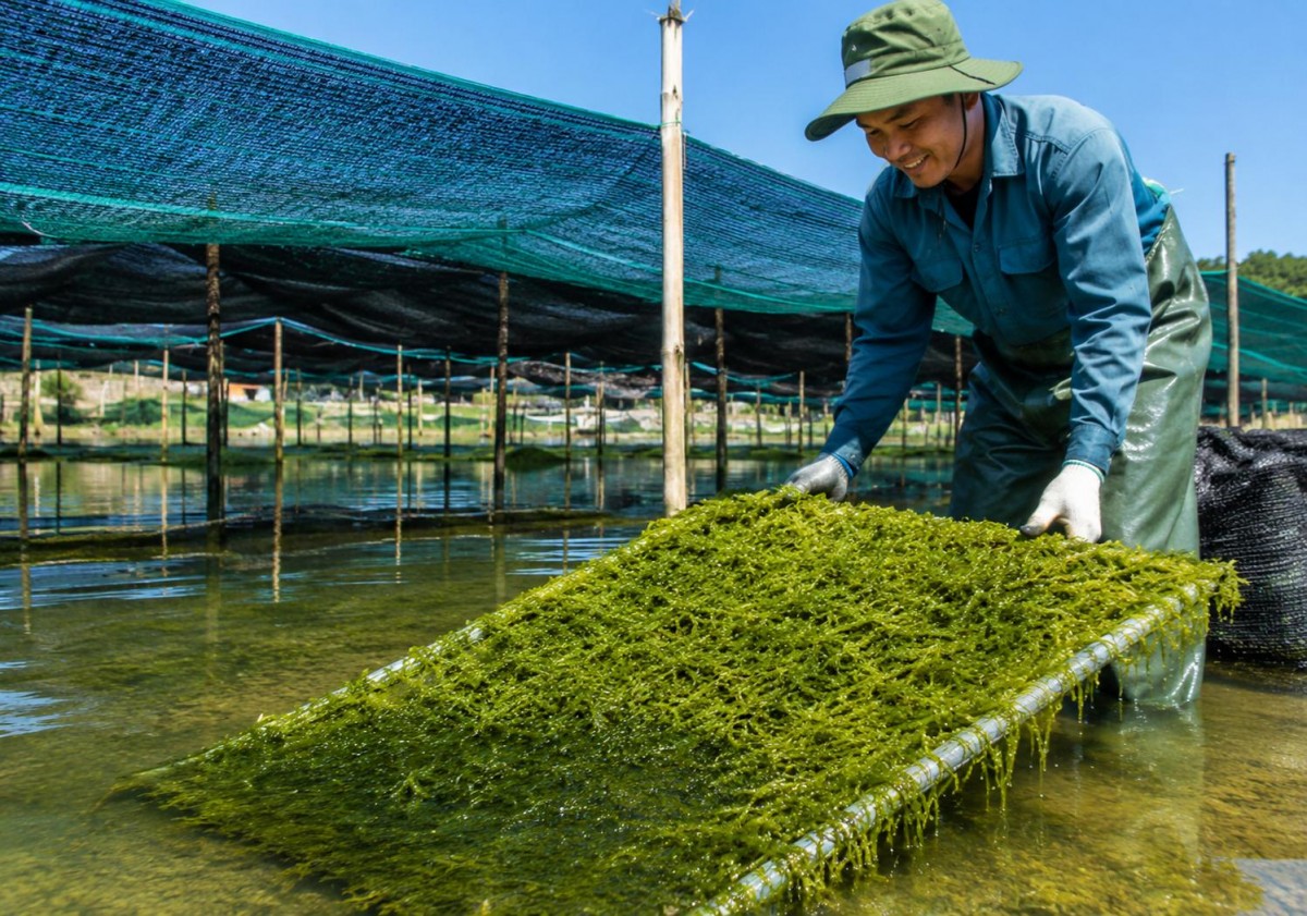 “Mỏ vàng xanh” cho nông nghiệp hữu cơ và kinh tế tuần hoàn ven biển
