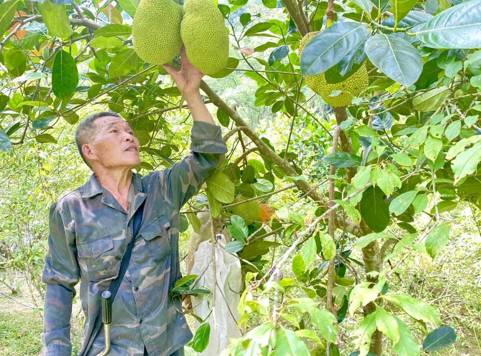 Người nông dân truyền cảm hứng làm giàu trên quê hương cội nguồn cách mạng