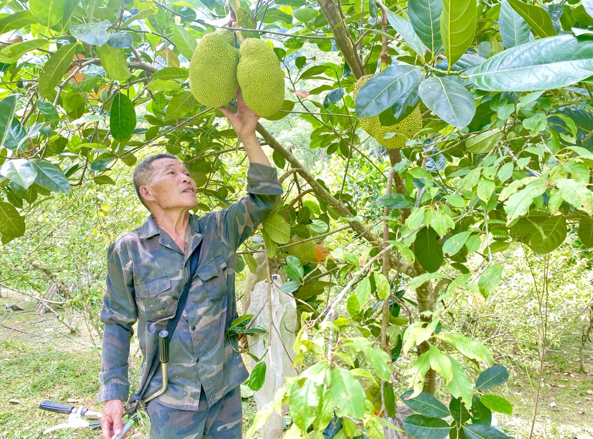 Người nông dân truyền cảm hứng làm giàu trên quê hương cội nguồn cách mạng