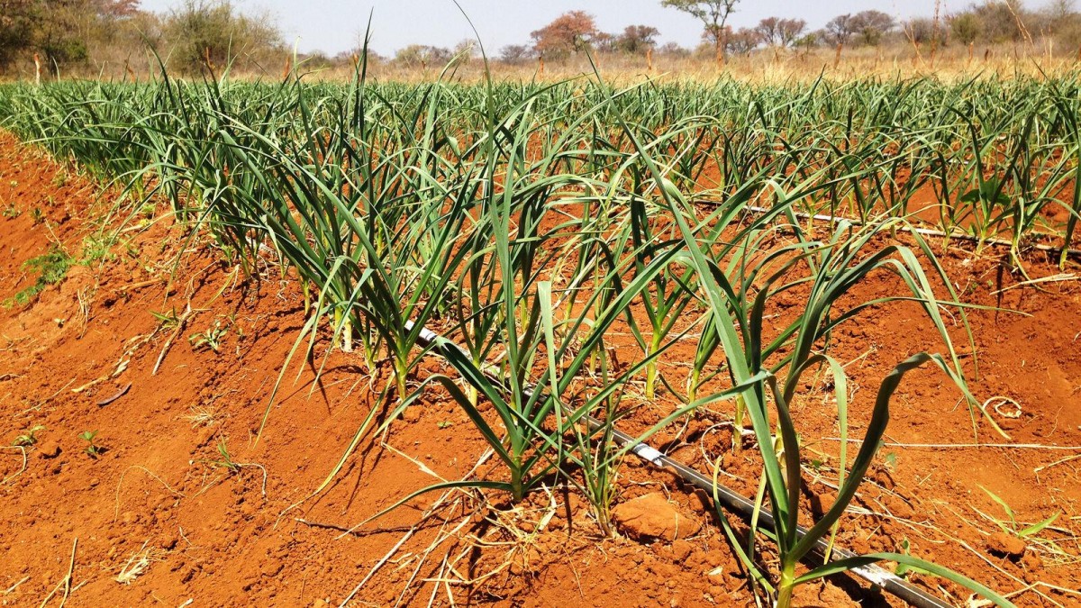 Namibia thử nghiệm trồng tỏi, hướng tới đa dạng hóa sản xuất nông nghiệp