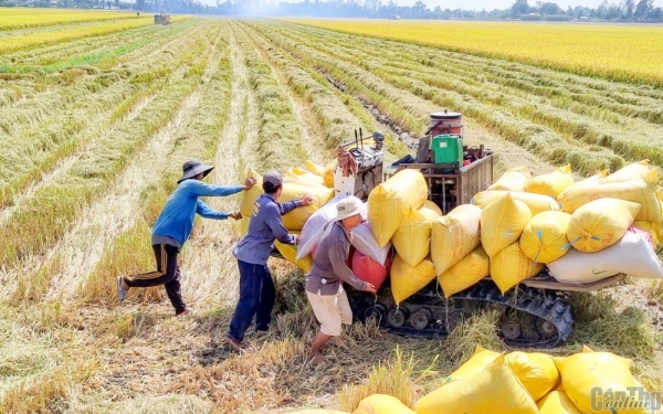 Cà Mau hướng tới 60 chuỗi liên kết thủy sản, mở rộng hơn 54.000 ha lúa liên kết