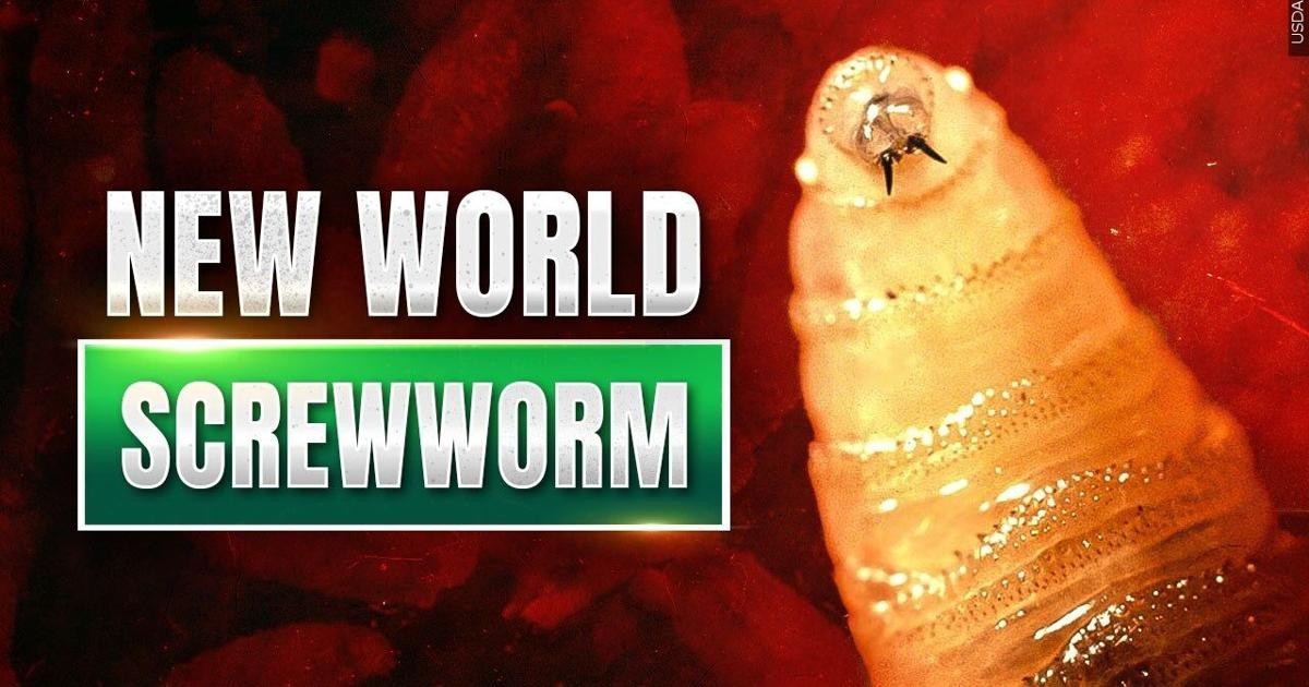 Hoa Kỳ ứng phó khẩn cấp với sâu đục thịt New World Screwworm để bảo vệ ngành chăn nuôi
