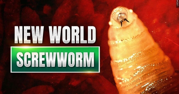Hoa Kỳ ứng phó khẩn cấp với sâu đục thịt New World Screwworm để bảo vệ ngành chăn nuôi