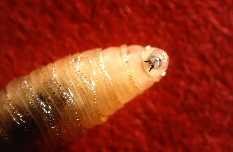 Hoa Kỳ ứng phó khẩn cấp với sâu đục thịt New World Screwworm để bảo vệ ngành chăn nuôi
