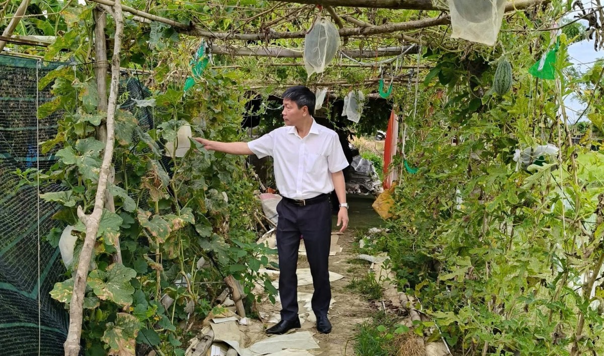 mô hình dưa lê lai dưa lưới