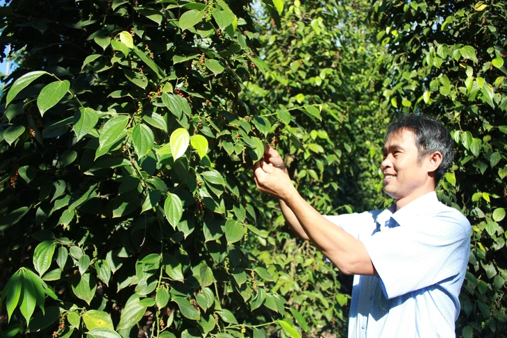 Nông nghiệp hữu cơ - Nền tảng của nông nghiệp xanh: Lý luận, thực tiễn và định hướng phát triển ở Việt Nam
