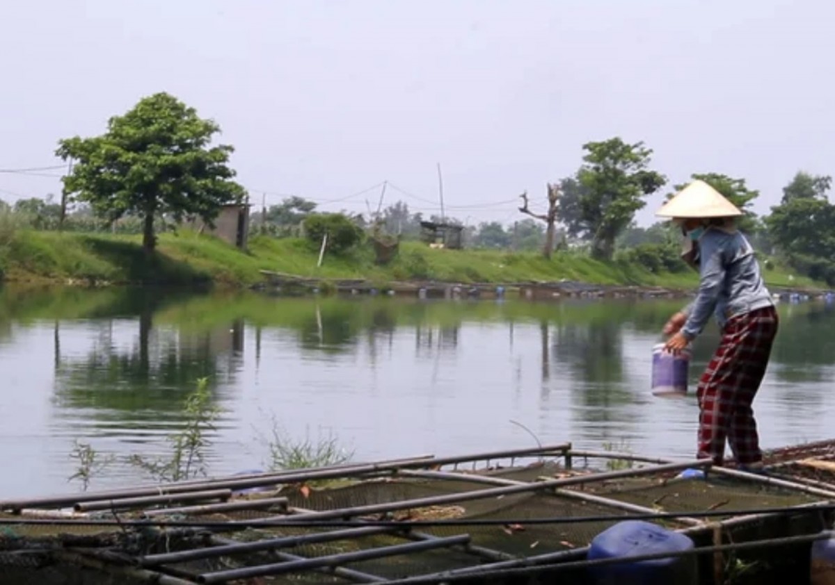 Nuôi cá lồng nước ngọt