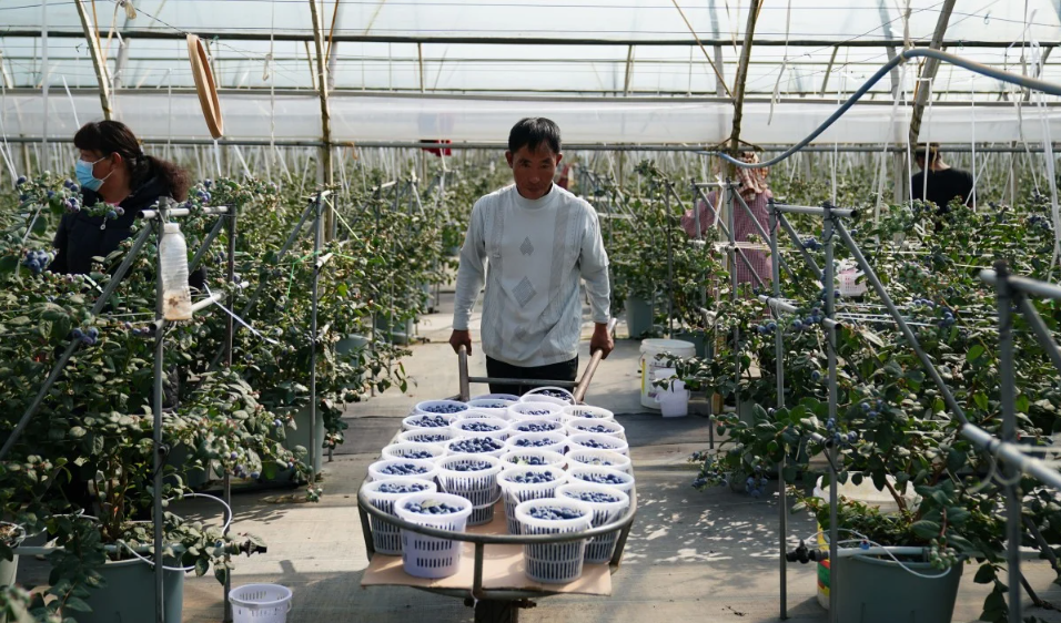 Trung Quốc đẩy mạnh xuất khẩu việt quất sang Đông Nam Á nhờ mạng lưới logistics