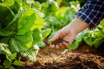 Việt Nam đứng thứ 5 châu Á về diện tích sản xuất nông nghiệp hữu cơ