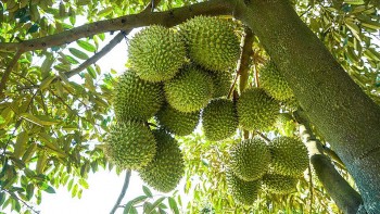 Tình trạng nhiễm Cadimi trên cây sầu riêng: Nguyên nhân và giải pháp xử lý bền vững