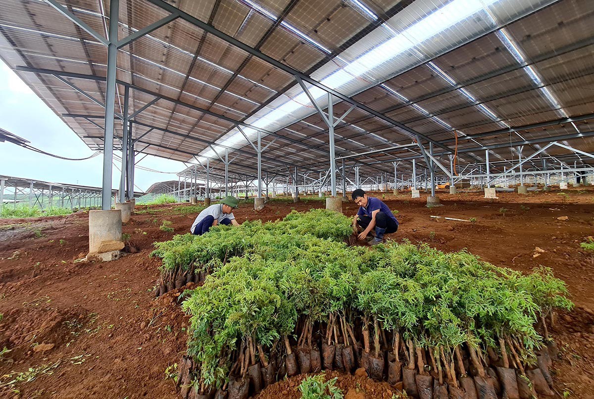 Xu thế phát triển nông nghiệp hữu cơ trên thế giới và hướng đi của Việt Nam