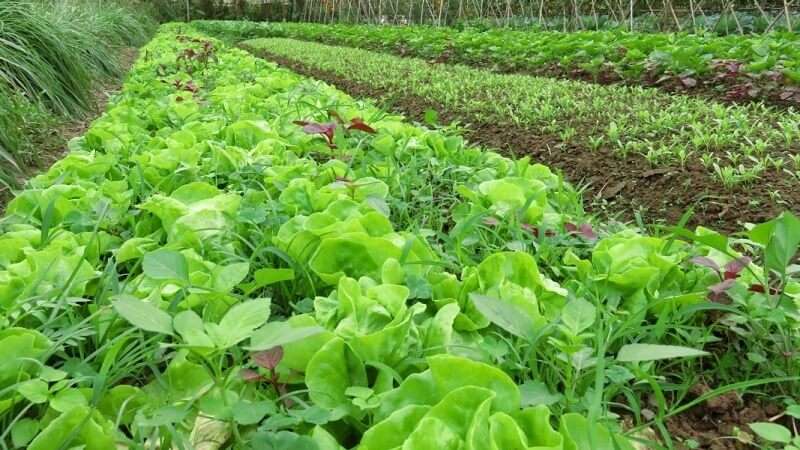 Xu thế phát triển nông nghiệp hữu cơ trên thế giới và hướng đi của Việt Nam