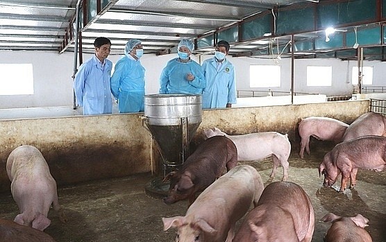 Tăng cường giám sát, ngăn chặn nguy cơ lây lan virus lở mồm long móng serotype A