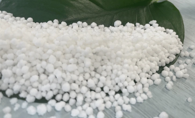 Phát hiện gene giúp ngô hấp thụ đạm hiệu quả hơn giúp giảm lượng phân bón