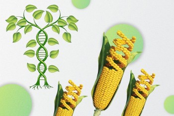 Phát hiện gene giúp ngô hấp thụ đạm hiệu quả hơn giúp giảm lượng phân bón