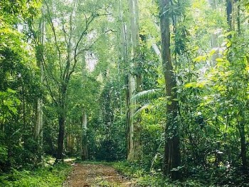 Xử lý nghiêm các chủ rừng vi phạm quy định trong công tác quản lý, bảo vệ rừng