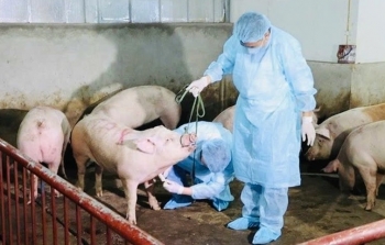 Lâm Đồng triển khai đồng bộ các giải pháp phòng, chống dịch bệnh động vật
