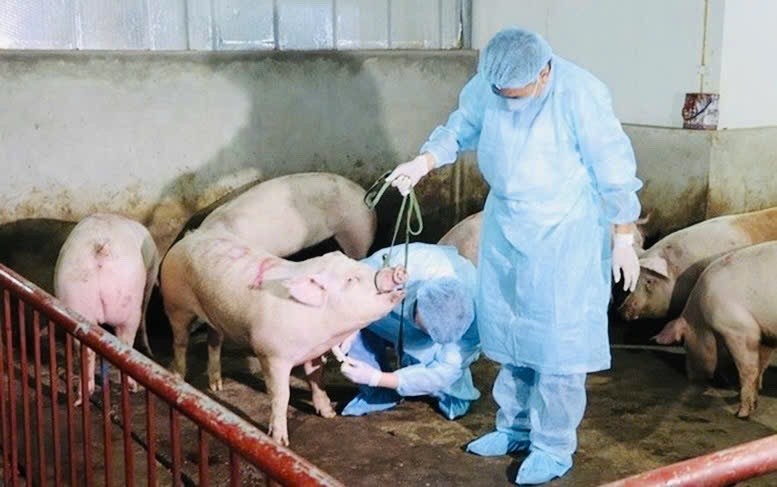 Lâm Đồng triển khai đồng bộ các giải pháp phòng, chống dịch bệnh động vật