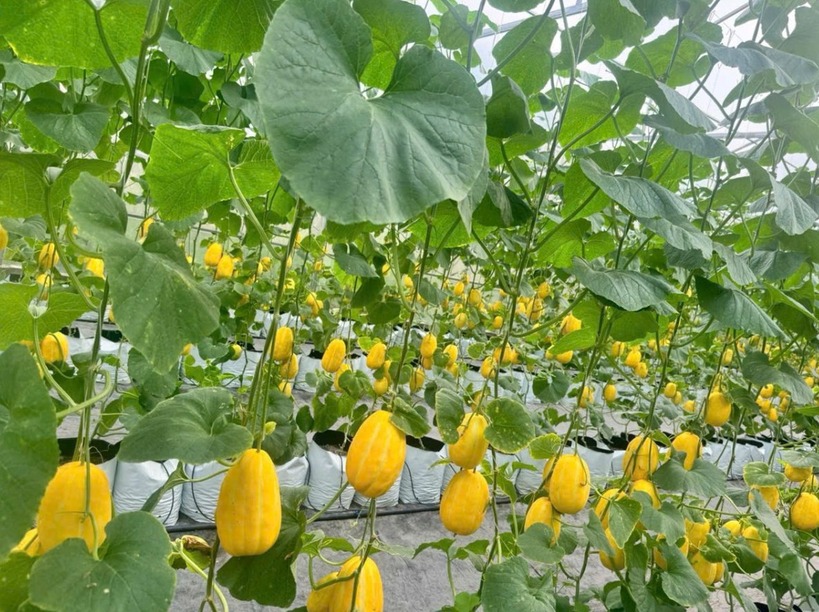 Hải Phòng: Hiệu quả từ mô hình trồng dưa công nghệ cao