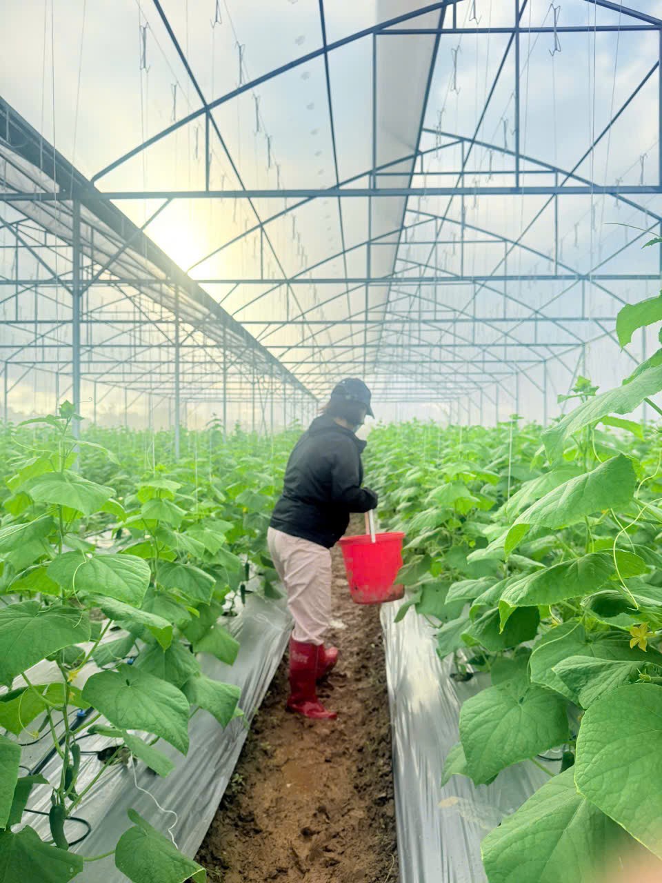 Dưa được trồng theo mô hình hữu cơ, chăm sóc cẩn thận. Ảnh:Phạm Hương