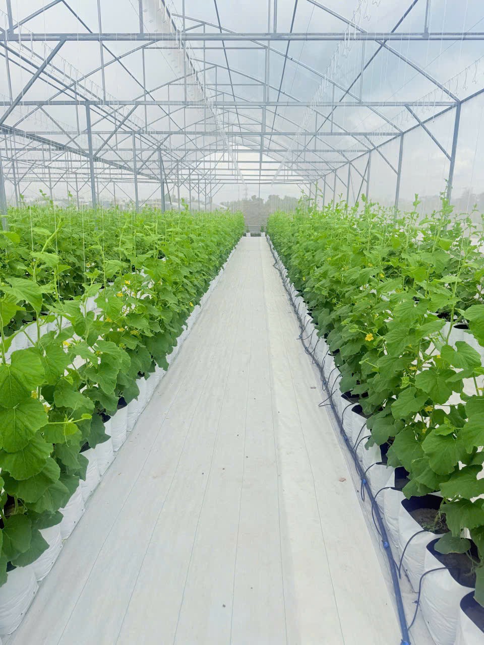 Vườn dưa được dầu tư bài bản, quy mô. Ảnh: Phạm Hương