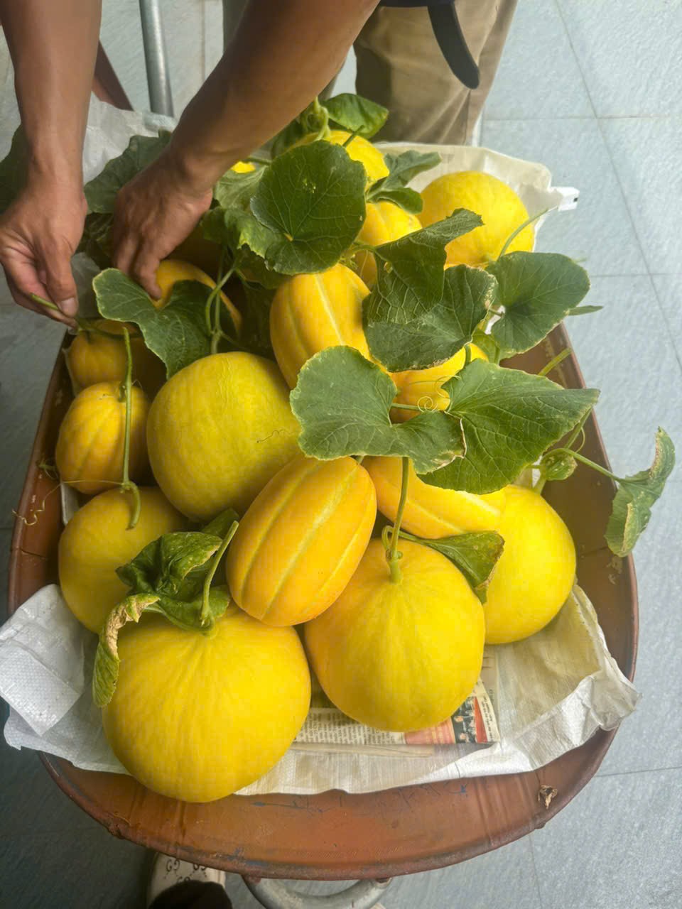 Sản phẩm của vườn dưa. Ảnh:Phạm Hương