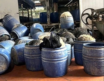 Sử dụng hóa chất cấm để sản xuất giá đỗ chủ cơ sở ở Hưng Yên bị khởi tố