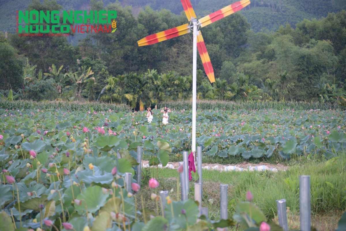 Vẻ đẹp thanh bình của hồ Sen Đại An trở thành điểm nhấn trong hành trình khám phá vùng quê Phú Ninh.