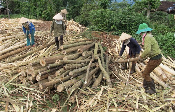 Tp. Huế: Yêu cầu xử nghiêm sai phạm trong quản lý rừng tại phường Phú Bài