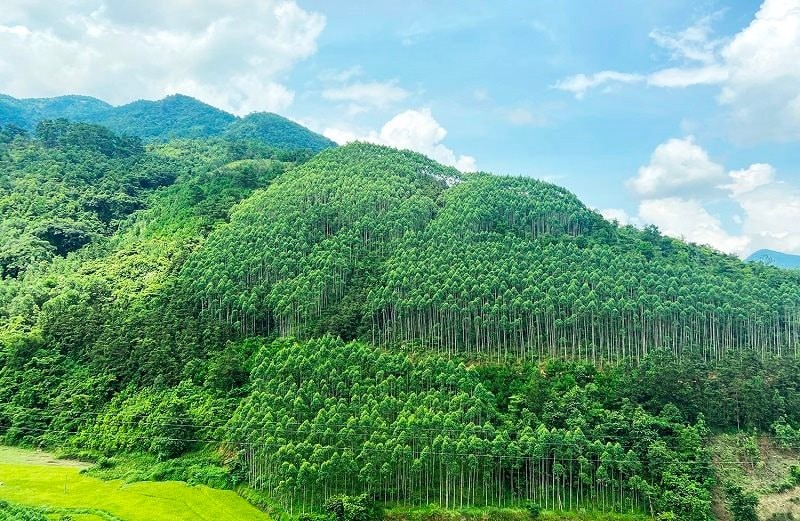 Phát triển lâm nghiệp