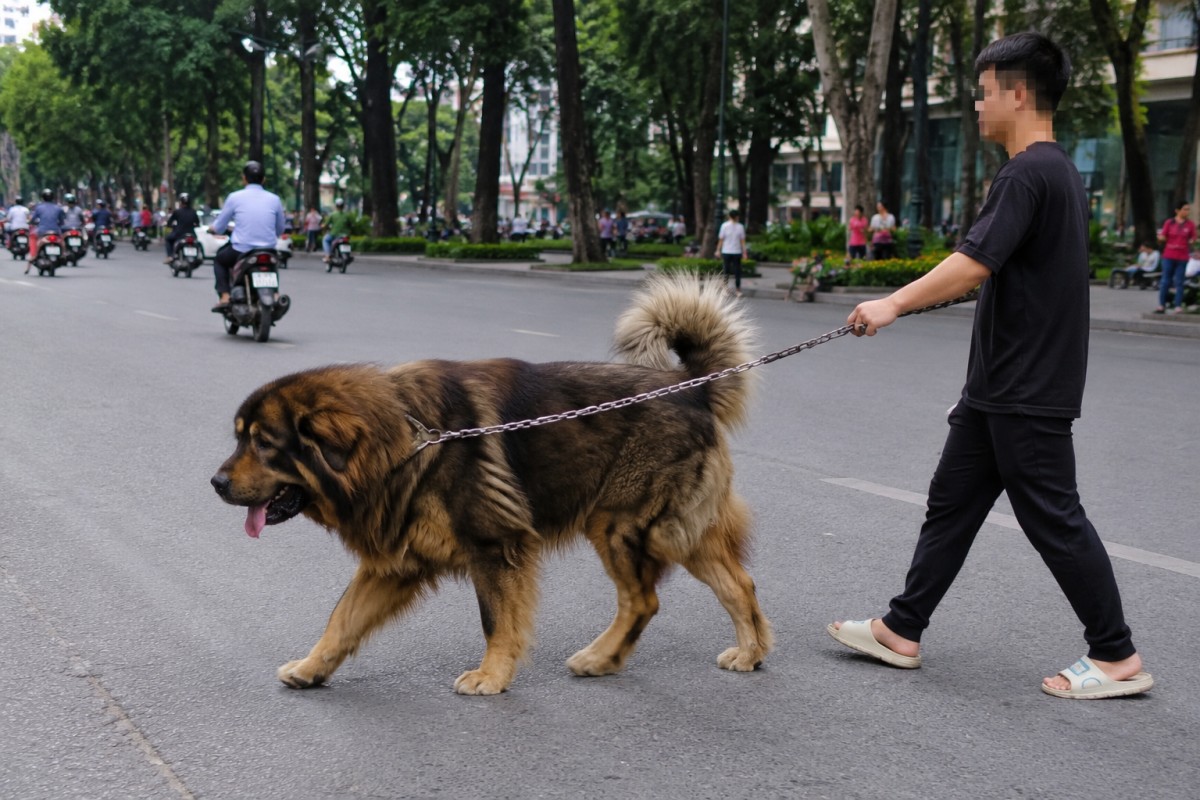 Siết mạnh xử phạt trong lĩnh vực thú y, mức cao nhất lên tới 100 triệu đồng